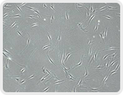 Transwell Biotech Co., Ltd.