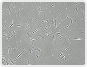 Transwell Biotech Co., Ltd.