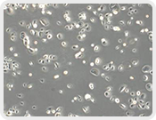 Transwell Biotech Co., Ltd.