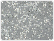 Transwell Biotech Co., Ltd.