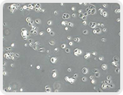 全崴生技股份有限公司