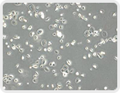 全崴生技股份有限公司