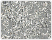 全崴生技股份有限公司