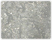 全崴生技股份有限公司